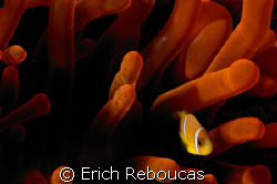 Red anemone and a baby anemonefish.
Near Garden, Sharm.
... by Erich Reboucas 